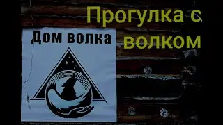 В гостях у волков