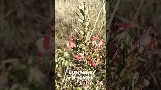 FLOR DO CERRADO ESTERHAZYA MACRODONTA #flordocerrado  #plantas
