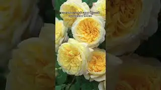 Роза с ароматом: чайного дерева, мирры и специй