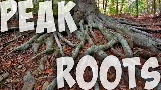 NEW BIOME! ROOTS BIOME! | Peak Alone part 2
