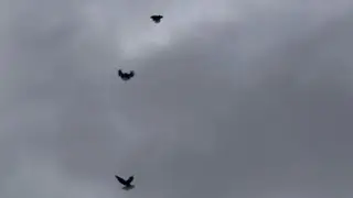 06.02.2023 летают