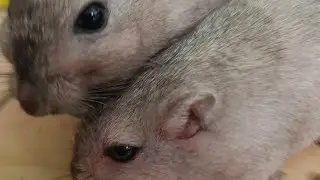 Pink gerbils grooming