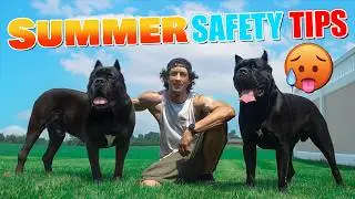 Cane Corso Summer Safety Tips - Protect Your Dog
