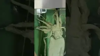 Гигантские кальмары 😱❌ #shorts