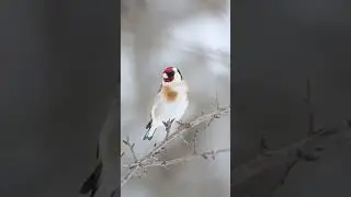 Пение щегла #птицы #birds #goldfinch #щегол #гибрид #finch #природа  #Россия #узбекистан #пениептиц