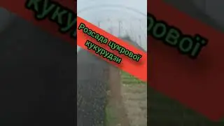 Цукрова кукурудза в касетах