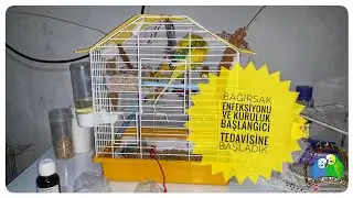 Bağırsak Enfeksiyonu ve Kuruluk Başlangıcı Tedavisine Başladık