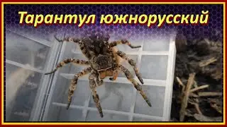 Тарантул Южнорусский или Мизгирь / Поймал огромного паука