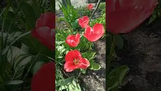 Коралові тюльпани 🌷🌷🌷