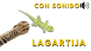 LAGARTIJAS PARA GATOS [Videos para Gatos]