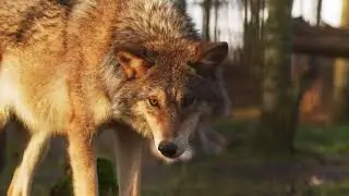 Wolf Animals #shorts #animation #animal #wolf