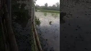 গ্রামের অপরুপ সৌন্দর্য