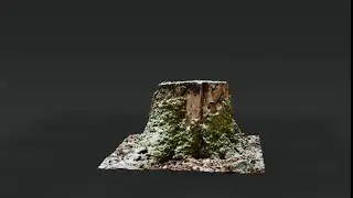 Dead Tree Stump 2 Photoscanned