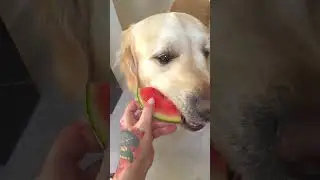 Dog Steals Watermelon Being Fed to Golden Retriever - 1505587