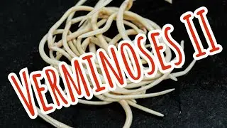 Verminoses II