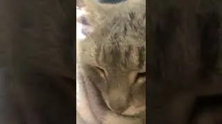 мяу🐱🐈