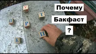 Бакфаст в системе пчеловодства.