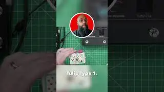 The Tulip Type 1 by Mikel Patrick Avery