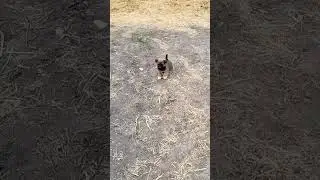 Какой оленёнок это собака!#юмор #shorts