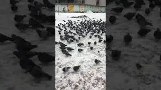 Тюменка читает стихи голубям и поёт песни)