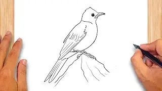 How to draw Common Bulbul Bird