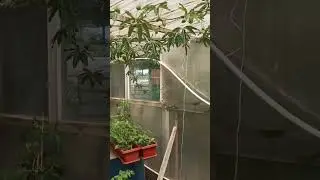маракуйя 21 мая 2024