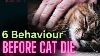 6 Signs Before Your Cat Died / I Cried While Making this