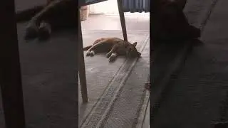 Gomiz keyfini bozmuyor #kedi #shorts