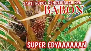 SUPER BABON !!!!!  SAWIT MARIHAT DUMPY BUAH BABON UMUR 3TAHUN