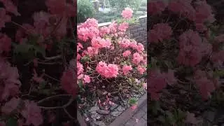 рододендрон листопадный Зарина(Sarina).