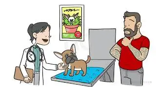 Whiteboard 2D animated Vet promo, pet friendly video