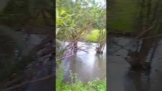 Река в Ишимбайском заповеднике.#река#шумводы #природабашкирии #rivers#nature#shorts #short