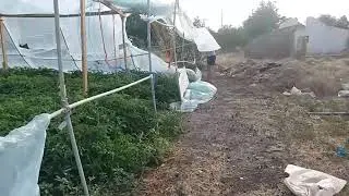 Теплицу разорвало на куски.(((