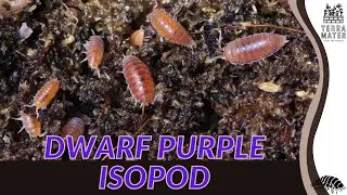 DWARF PURPLE ISOPOD: Tiny Care Essentials (Trichoniscidae sp.)