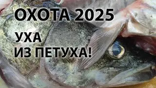 Spearfishing autumn 2025. Rooster fish soup!