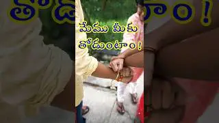 మేము మీకు తోడుంటాం ..#rakshabandhan #ytshorts #rakhi #shorts #happyrakshabandhan #youtubeshorts