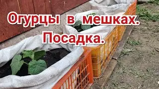 Дела Огородные. Огурцы В Мешках. Посадка.