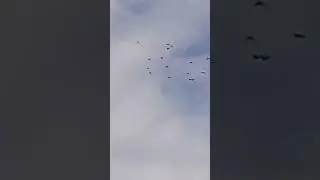 Голуби Ломова С Сапсан в гостях