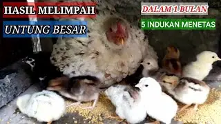 CARA MERAWAT ANAK AYAM DENGAN INDUKNYA