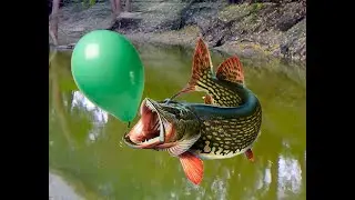 Судак и щука на воздушный шарик!