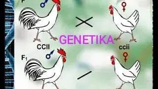 GENETIKA ....1 TA DARSDA O`RGANING.....MONO..DI...POLIDURAGAY
