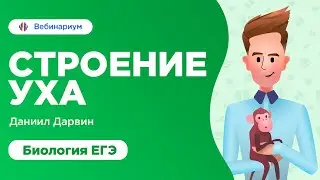Строение уха | ЕГЭ Биология 2019 | Даниил Дарвин