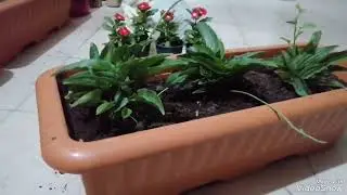 #طريقه_نقل_الشتلات_الصغيره_بالسندانه_الكبيره_تابعوا_الفديو_للنهايه