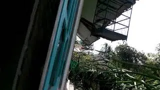 Burung cendet lagi belajar ngeriwik