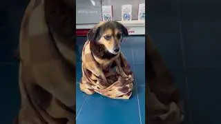 Рекса выбросили из дома
