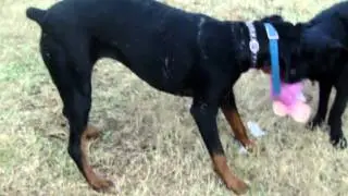 Dogs Playing and Destroying the Yard