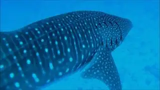 Whale shark in the Maldives.March 2018