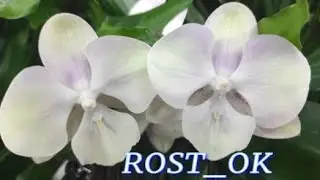№777/ ОБЗОР Орхидей в маг. ROST _OK.