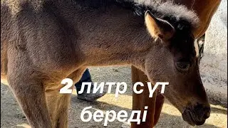 Құлынды биелер 19.04.2023 Шымкент мал базары