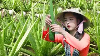 Harvesting Giant Aloe Vera at Farm And Made Delicious Sweet and Sour Chicken Salad|Harvest in Summer
